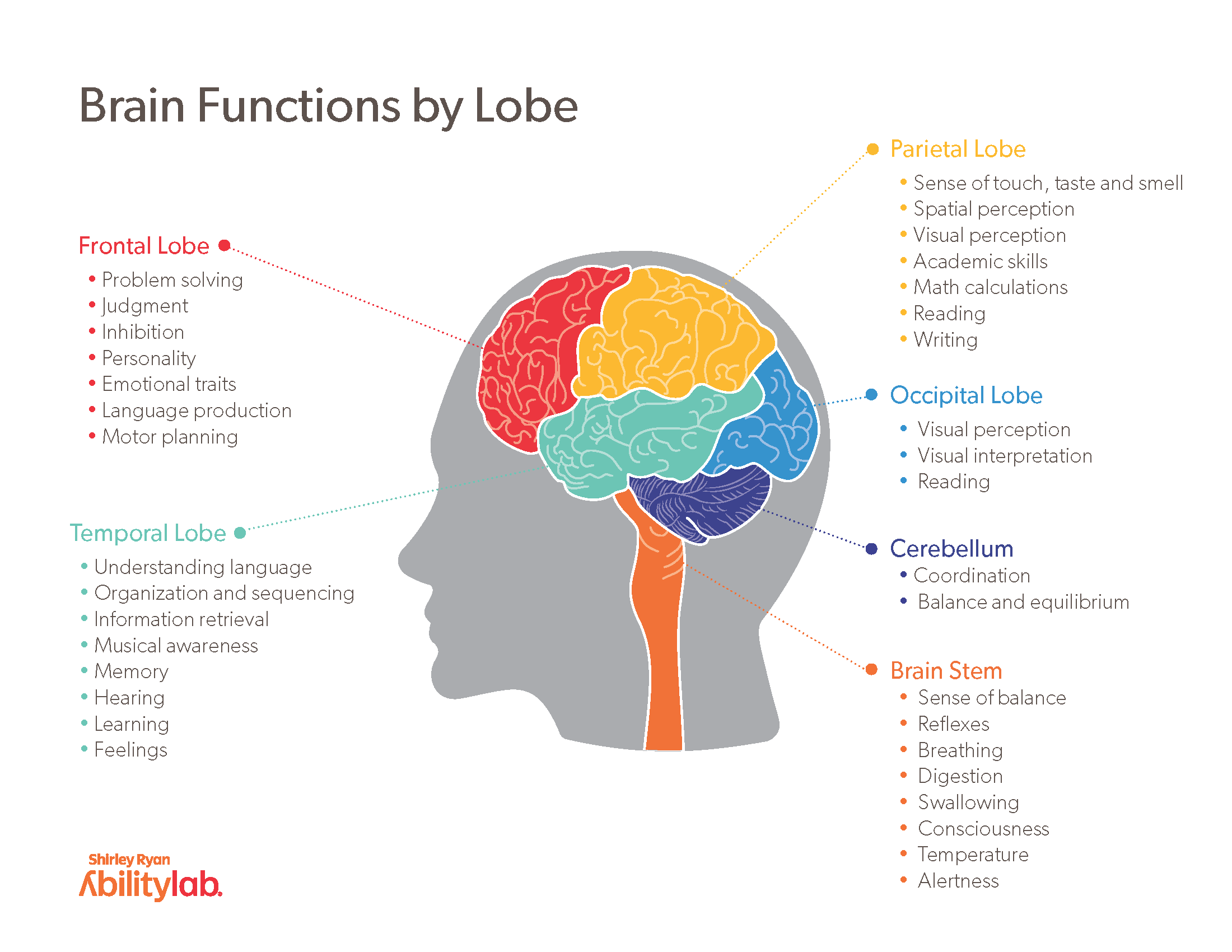 which part of the brain is responsible for problem solving